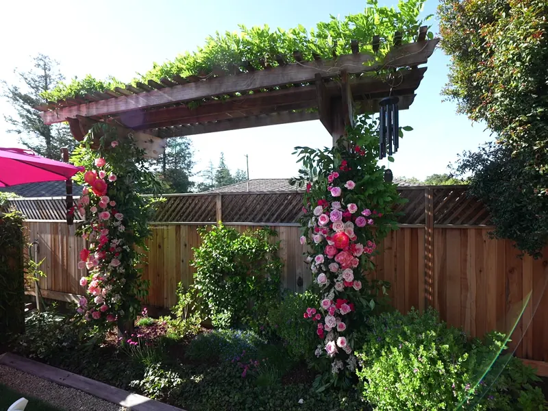 Backyard pergola wrapped in pink and coral roses at a Union City event